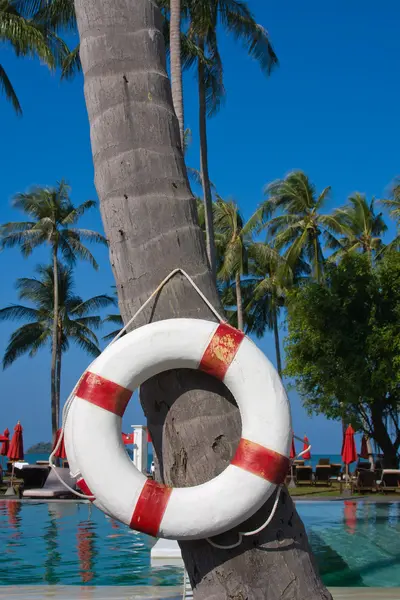 Lifebuoy hanging on a palm tree — Stock Photo, Image