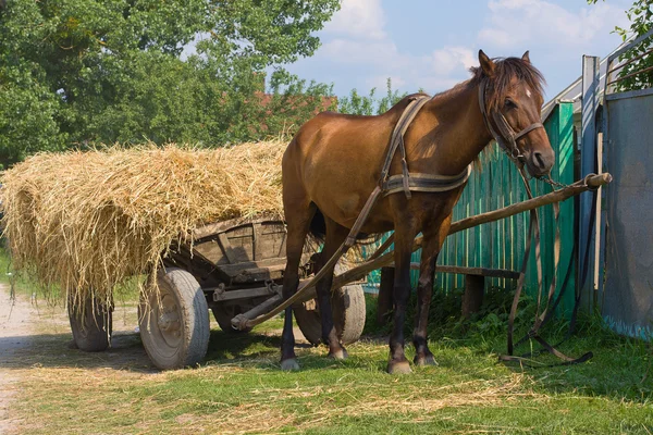 Una mula de castaño enganchada a un carro de heno tradicional . — Foto de Stock