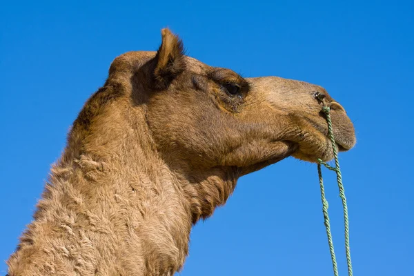 Camel at the Pushkar Fair, Rajasthan, India — Stock Photo, Image