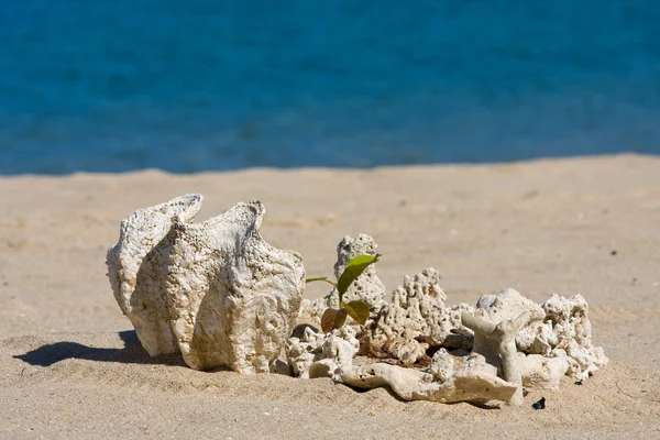 Hermosas conchas en la playa — Foto de Stock