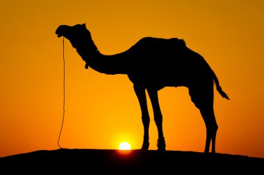 gün batımında siluet deve