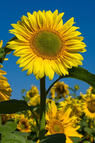 Solros fält under blå himmel — Stockfoto