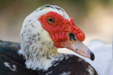 Yurtiçi misk ördeği