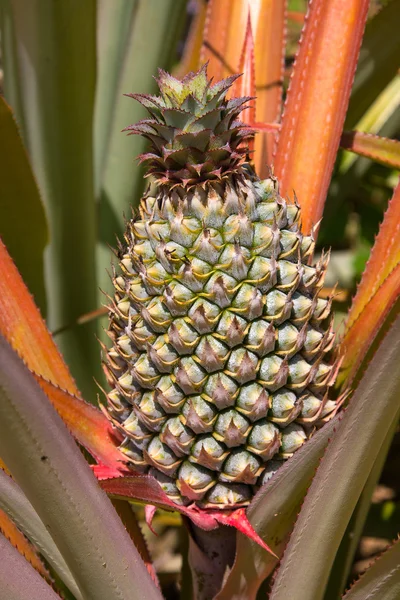 Ananas plant — Stockfoto