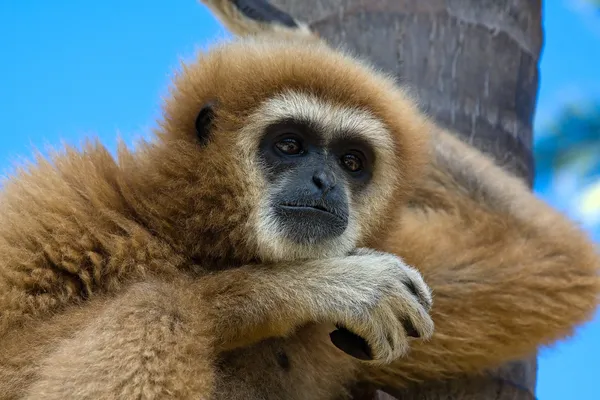 Gibbon — Stok fotoğraf