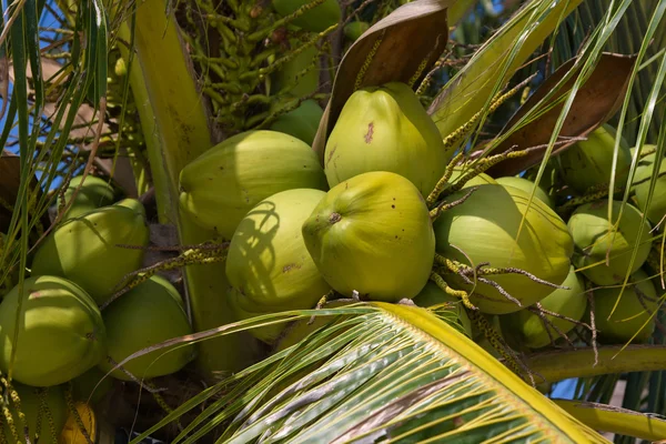 Noix de coco sur le palmier — Photo