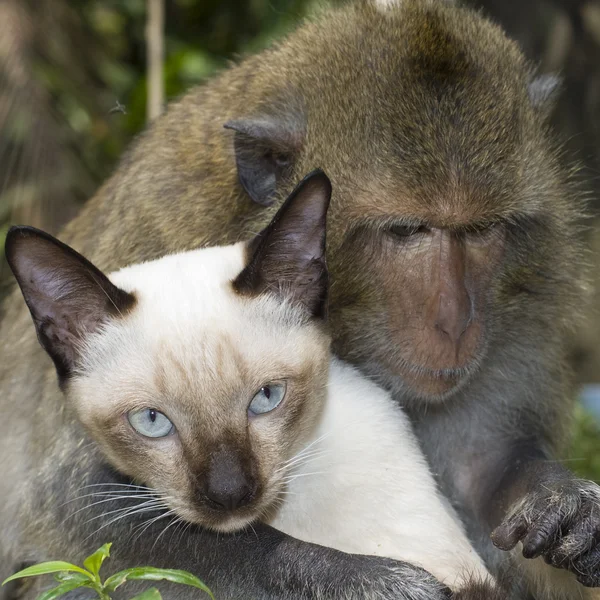 Cat and monkey Royalty Free Stock Photos