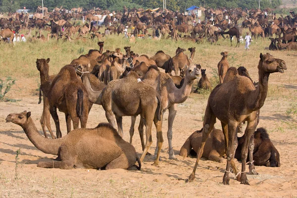 Pushkar Camel Mela (Fiera del cammello di Pushkar ) — Foto Stock