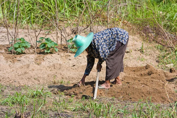 Mujer agricultora sosteniendo pala en el campo —  Fotos de Stock