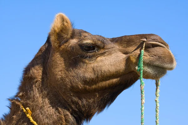 在普什卡公平、 拉贾斯坦邦、 印度的骆驼 — 图库照片