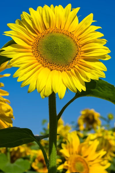 Campo de girasol —  Fotos de Stock