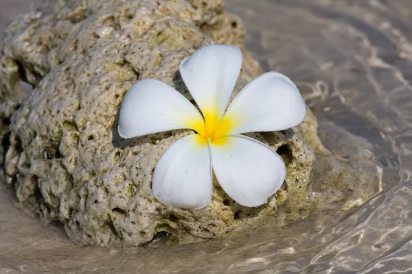 Flor Frangipani branca (plumeria  ) — Fotografia de Stock