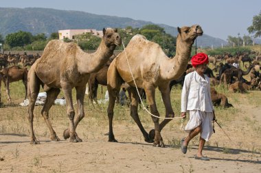 Pushkar, Hindistan - 18 Kasım: pushkar rajasthan, Hindistan pushkar deve mela (pushkar deve adil) 18 Kasım 2012 tarihinde. Bu adil değil dünyanın en büyük deve ticaret fuarı.