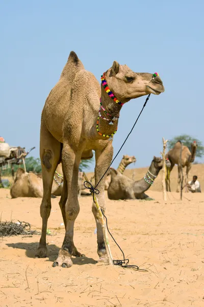 プシュカル公正、ラジャスタン、インドでのラクダ — ストック写真