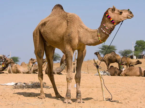 Velbloud v pushkar spravedlivé, rajasthan, Indie — Stock fotografie