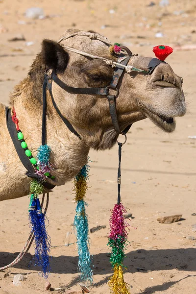 Καμήλα στο pushkar δίκαιη, Ρατζαστάν, Ινδία — Φωτογραφία Αρχείου