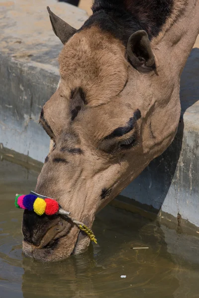 Cammello alla fiera di Pushkar, Rajasthan, India — Foto Stock