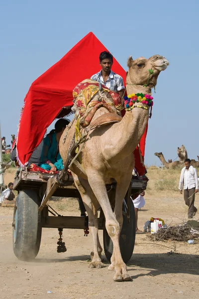 PUSHKAR, INDIA - 18 DE NOVIEMBRE: Camello decorado y su dueño van a participar en la mela anual del camello pushkar (feria) el 18 de noviembre de 2012 en Pushkar, Rajastán, India — Foto de Stock