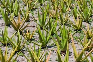 aloe vera alanı