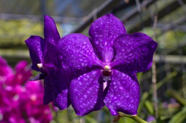 Mor orkide çiçeği.