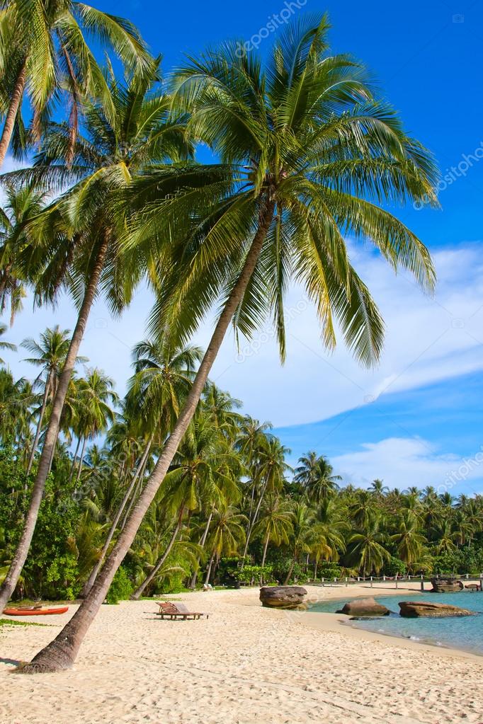 Tropical beach with exotic palm trees — Stock Photo © OlegDoroshenko ...