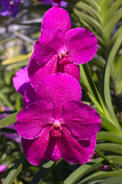 Schöne rosa Orchideenblume — Stockfoto