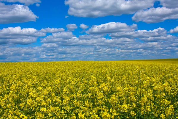 Koolzaad veld — Stockfoto