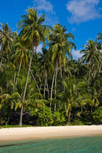 Tropical beach with exotic palm trees — Stock Photo, Image
