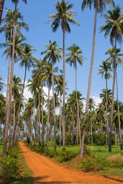 De weg naar de jungle — Stockfoto