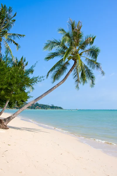 Tropikalnej plaży z egzotycznymi palmami na piasku — Zdjęcie stockowe