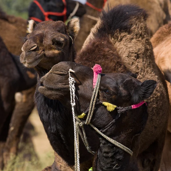 Camelo na Feira de Pushkar, Rajastão, Índia — Fotografia de Stock