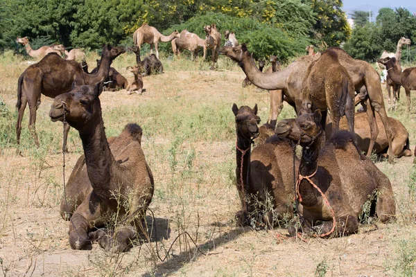 Wielbłąd w pushkar targów, Radżastan, Indie — Zdjęcie stockowe