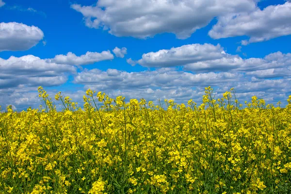 Koolzaad veld — Stockfoto