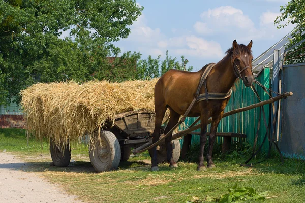 Una mula de castaño enganchada a un carro de heno tradicional. Ucrania . — Foto de Stock
