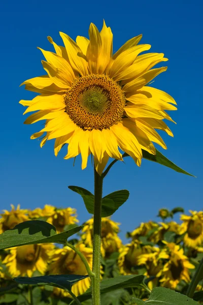 Grönt solros fält — Stockfoto
