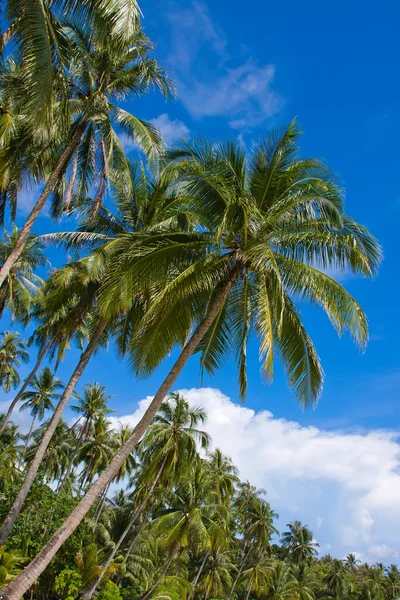 Kokosnötter palm tree — Stockfoto