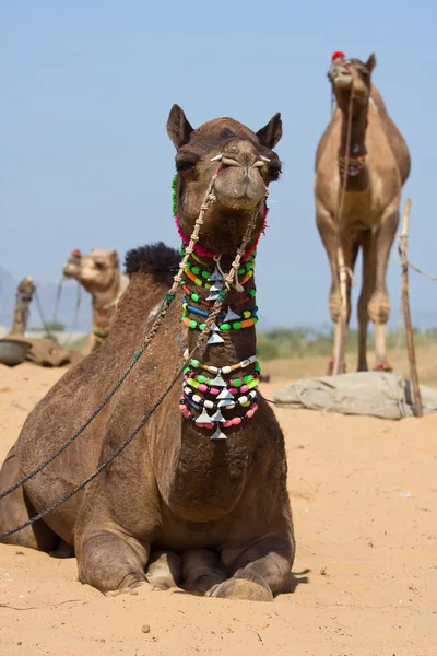 Camelo na Feira de Pushkar, Rajastão, Índia — Fotografia de Stock