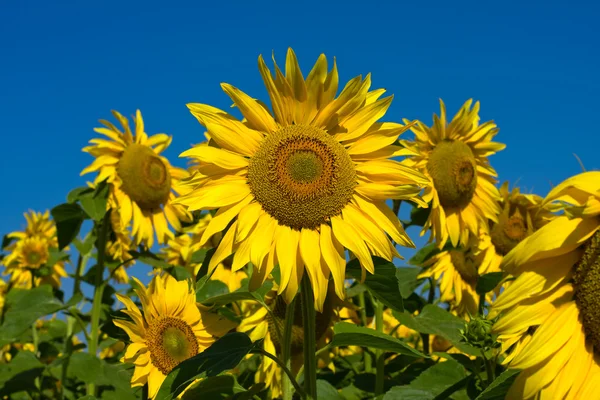 Solros fält under blå himmel — Stockfoto