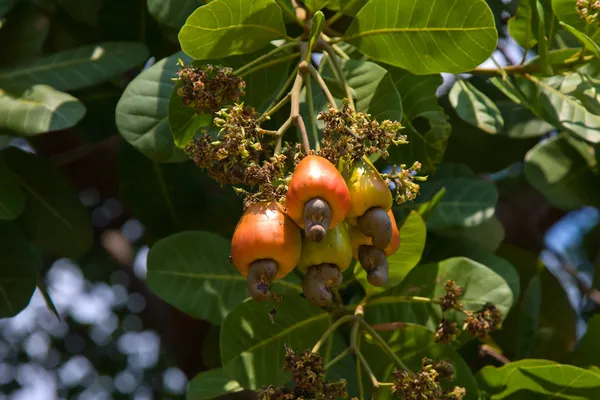 Castanhas de caju crescendo em uma árvore — Fotografia de Stock