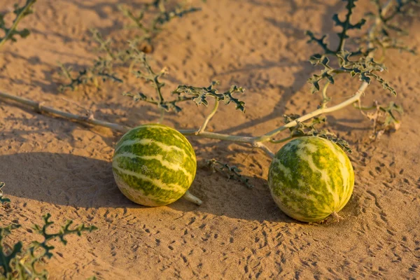 Kleine Wassermelone in der Wüste — Stockfoto