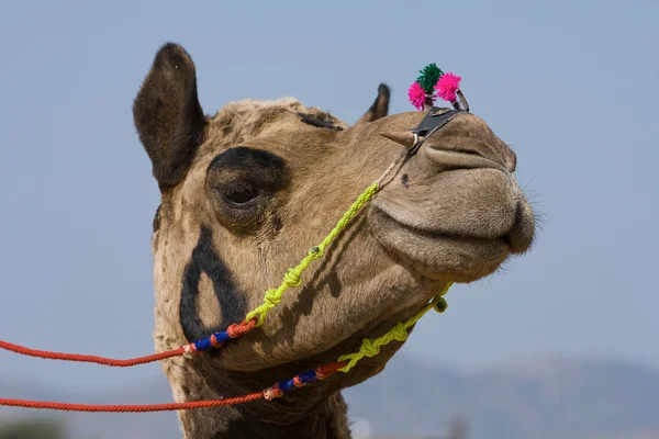 Cammello alla fiera di Pushkar, Rajasthan, India — Foto Stock