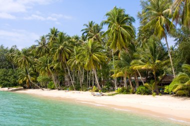 Sahilde hindistan cevizi palmiyeleri