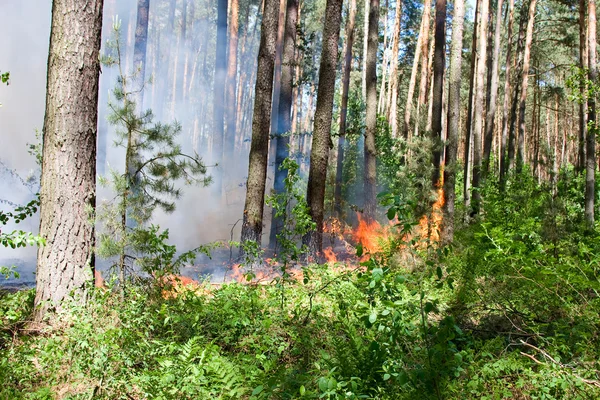 Forest fire — Stock Photo, Image