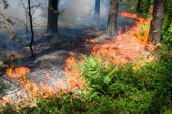 Лесной пожар
