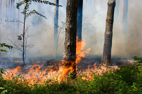 Feu de forêt — Photo