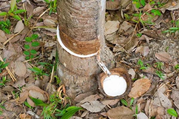 Rubber Tree — Stock Photo, Image