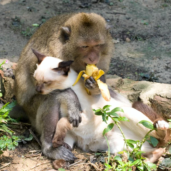 Monkey and domestic cat , Thailand . — стокове фото