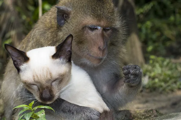 Gato e macaco — Fotografia de Stock