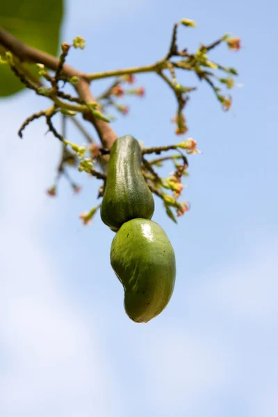 Anacardi che crescono su un albero . — Foto Stock