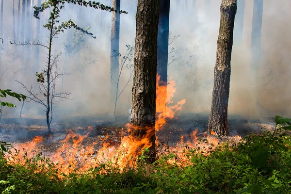 Лесной пожар Стоковая Картинка